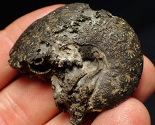 Load image into Gallery viewer, Oxynoticeras pyrite ammonite fossil (43mm)
