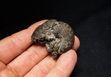 Load image into Gallery viewer, Oxynoticeras pyrite ammonite fossil (43mm)
