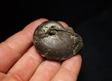 Load image into Gallery viewer, Oxynoticeras pyrite ammonite fossil (47mm)
