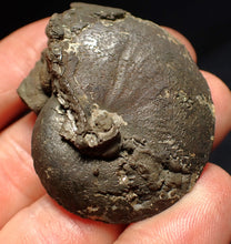 Load image into Gallery viewer, Oxynoticeras pyrite ammonite fossil (47mm)
