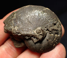 Load image into Gallery viewer, Oxynoticeras pyrite ammonite fossil (47mm)
