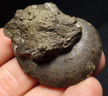 Load image into Gallery viewer, Oxynoticeras pyrite ammonite fossil (47mm)
