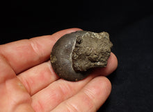 Load image into Gallery viewer, Oxynoticeras pyrite ammonite fossil (47mm)
