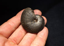Load image into Gallery viewer, Oxynoticeras pyrite ammonite fossil (47mm)
