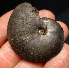 Load image into Gallery viewer, Oxynoticeras pyrite ammonite fossil (47mm)

