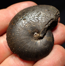 Load image into Gallery viewer, Oxynoticeras pyrite ammonite fossil (47mm)
