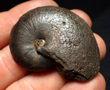 Load image into Gallery viewer, Oxynoticeras pyrite ammonite fossil (47mm)
