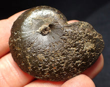 Load image into Gallery viewer, Oxynoticeras pyrite ammonite fossil (47mm)
