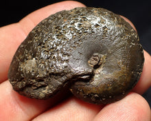 Load image into Gallery viewer, Oxynoticeras pyrite ammonite fossil (47mm)
