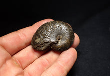 Load image into Gallery viewer, Oxynoticeras pyrite ammonite fossil (47mm)
