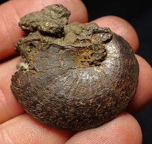 Load image into Gallery viewer, Oxynoticeras pyrite ammonite fossil (37mm)
