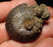 Load image into Gallery viewer, Oxynoticeras pyrite ammonite fossil (37mm)
