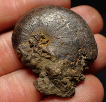 Load image into Gallery viewer, Oxynoticeras pyrite ammonite fossil (37mm)
