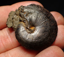 Load image into Gallery viewer, Oxynoticeras pyrite ammonite fossil (37mm)
