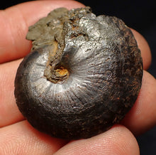Load image into Gallery viewer, Oxynoticeras pyrite ammonite fossil (37mm)
