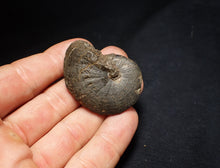Load image into Gallery viewer, Oxynoticeras pyrite ammonite fossil (46mm)
