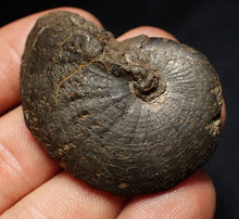 Load image into Gallery viewer, Oxynoticeras pyrite ammonite fossil (46mm)
