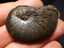Load image into Gallery viewer, Oxynoticeras pyrite ammonite fossil (46mm)
