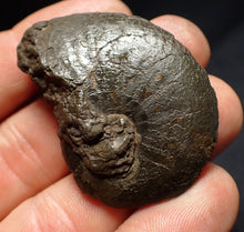 Load image into Gallery viewer, Oxynoticeras pyrite ammonite fossil (46mm)
