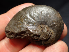 Load image into Gallery viewer, Oxynoticeras pyrite ammonite fossil (46mm)
