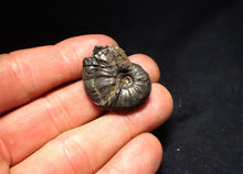 Load image into Gallery viewer, Uncommon Gleviceras pyrite ammonite fossil (30 mm)
