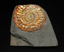 Load image into Gallery viewer, Complete iridescent Caloceras display ammonite fossil 56mm

