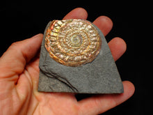 Load image into Gallery viewer, Complete iridescent Caloceras display ammonite fossil 56mm
