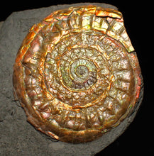 Load image into Gallery viewer, Complete iridescent Caloceras display ammonite fossil 56mm
