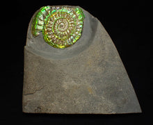 Load image into Gallery viewer, Green iridescent Caloceras display ammonite fossil 48mm
