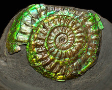 Load image into Gallery viewer, Green iridescent Caloceras display ammonite fossil 48mm
