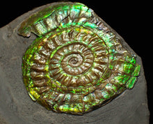 Load image into Gallery viewer, Green iridescent Caloceras display ammonite fossil 48mm
