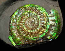 Load image into Gallery viewer, Green iridescent Caloceras display ammonite fossil 48mm
