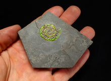 Load image into Gallery viewer, Green iridescent Caloceras display ammonite fossil 26mm
