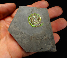 Load image into Gallery viewer, Green iridescent Caloceras display ammonite fossil 26mm

