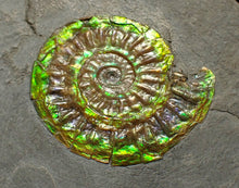 Load image into Gallery viewer, Green iridescent Caloceras display ammonite fossil 26mm
