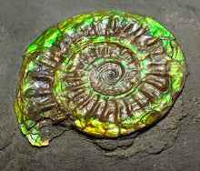 Load image into Gallery viewer, Green iridescent Caloceras display ammonite fossil 26mm
