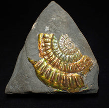 Load image into Gallery viewer, Iridescent Caloceras display ammonite fossil 55mm
