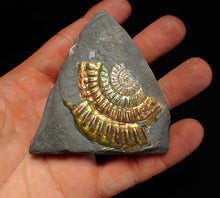 Load image into Gallery viewer, Iridescent Caloceras display ammonite fossil 55mm
