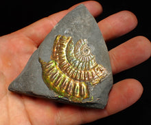 Load image into Gallery viewer, Iridescent Caloceras display ammonite fossil 55mm
