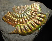 Load image into Gallery viewer, Iridescent Caloceras display ammonite fossil 55mm
