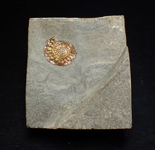 Load image into Gallery viewer, Juvenile iridescent Caloceras display ammonite fossil 17mm
