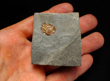 Load image into Gallery viewer, Juvenile iridescent Caloceras display ammonite fossil 17mm
