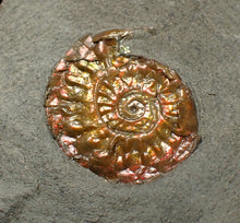 Load image into Gallery viewer, Juvenile iridescent Caloceras display ammonite fossil 17mm
