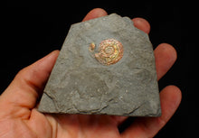 Load image into Gallery viewer, Juvenile red iridescent Psiloceras ammonite fossil (22mm)
