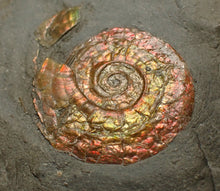 Load image into Gallery viewer, Juvenile red iridescent Psiloceras ammonite fossil (22mm)
