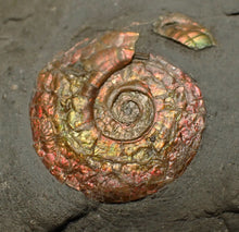 Load image into Gallery viewer, Juvenile red iridescent Psiloceras ammonite fossil (22mm)

