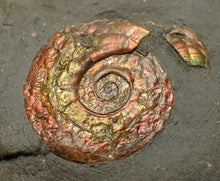 Load image into Gallery viewer, Juvenile red iridescent Psiloceras ammonite fossil (22mm)
