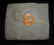 Load image into Gallery viewer, Complete iridescent Caloceras display ammonite fossil 27mm
