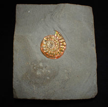 Load image into Gallery viewer, Complete iridescent Caloceras display ammonite fossil 27mm
