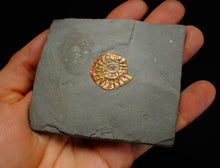 Load image into Gallery viewer, Complete iridescent Caloceras display ammonite fossil 27mm
